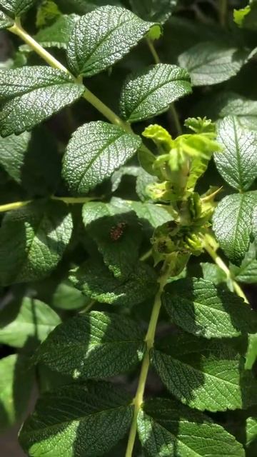 ダンダラテントウの幼虫？アブラムシを食べる シジュウカラ鳴き声 смотреть онлайн