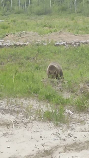 ХМАО. медвежонок. смотреть онлайн