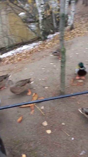 Уточки #Кормёжка🦆🦆🦆 смотреть онлайн