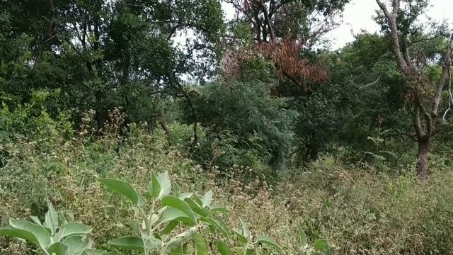 2 அடியில் காட்டு எருமை | நெஞ்சை பதறவைத்த பிரம்மாண்ட தருணம் | WILD BISON ZONE | KALIRADUM KADU RAJAN смотреть онлайн
