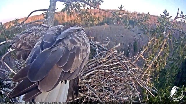 LDF Jūras ērglis Haliaeetus albicilla 20190404 1942 смотреть онлайн