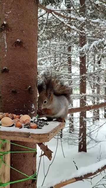 Белка научилась переносить по два фундука смотреть онлайн