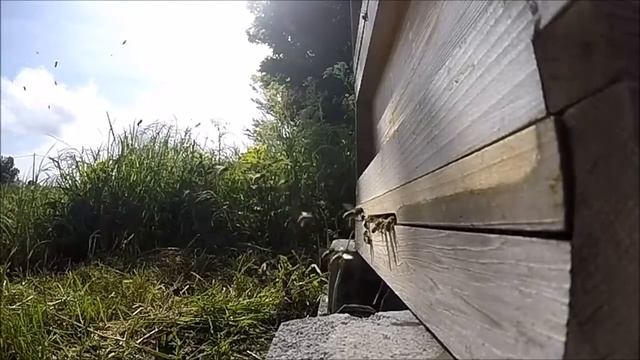 beewolf смотреть онлайн