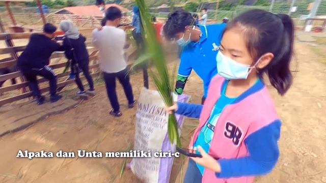 ALPACA CLUB Kundasang Ranau SABAH смотреть онлайн