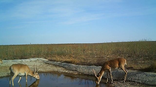 Сайгаки на водопое