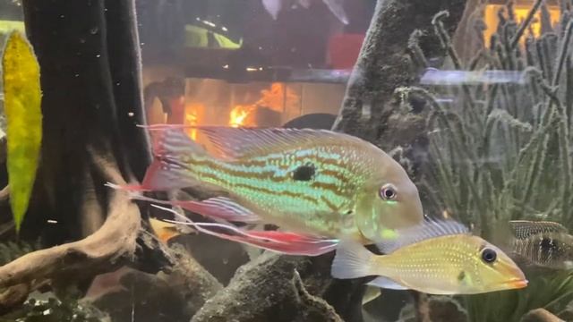 GEOPHAGUS WINEMILLERI | SPECIES PROFILE смотреть онлайн