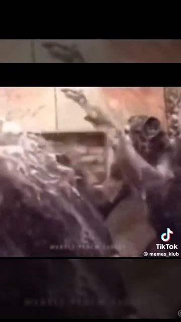 Название в тт макаки в бане смотреть онлайн