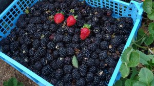 Ежевика "Небеса могут подождать"