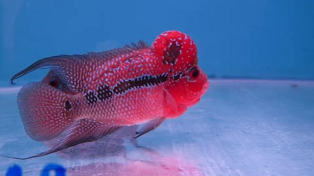 3 5 4 inch SRD 193 смотреть онлайн