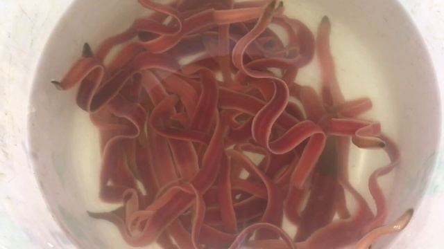 หนอนริบบิ้น (Lineus longissimus) смотреть онлайн