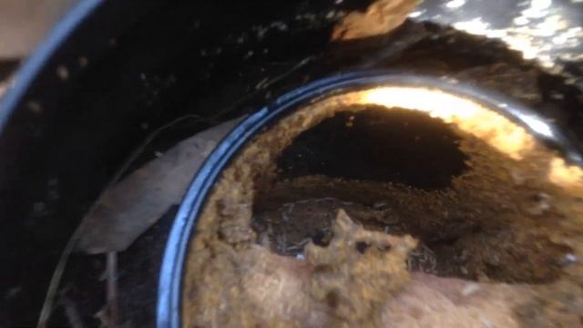 Easy Termite Control Perimeter Monitor with Termites смотреть онлайн