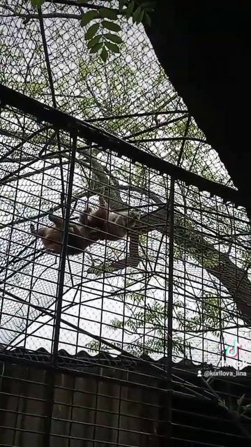 еноты спят#в подвешенном состоянии#животные#shorts смотреть онлайн