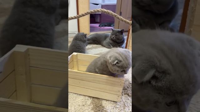Вислоушки и прямоушки смотреть онлайн