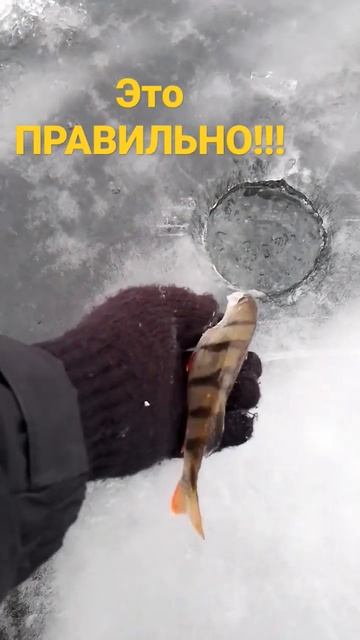 Так делать ПРАВИЛЬНО!!!#shorts #рыбалка #окунь смотреть онлайн
