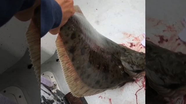 Halibut Slay day смотреть онлайн