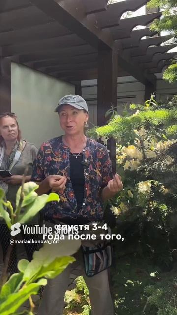 Если загублена корневая шейка… смотреть онлайн