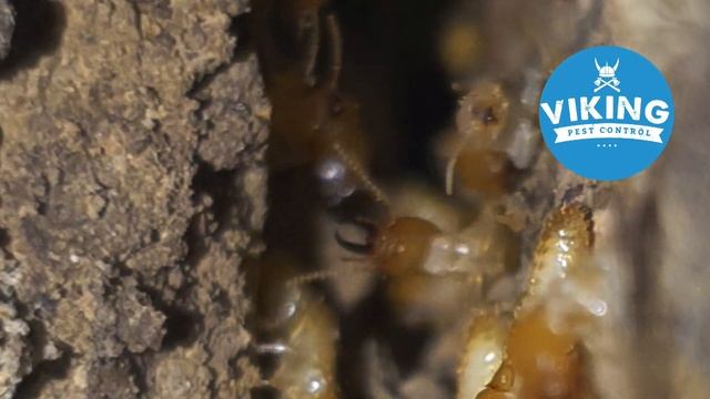 Viking Pest Control - Coptotermes termites in some railway sleepers смотреть онлайн