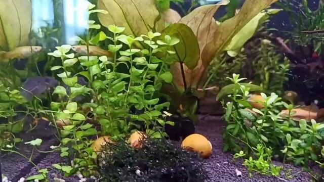 #aquarium #aquascape #fish #аквариум #аквариумистика #животные #relax #гуппи #relaxing смотреть онлайн