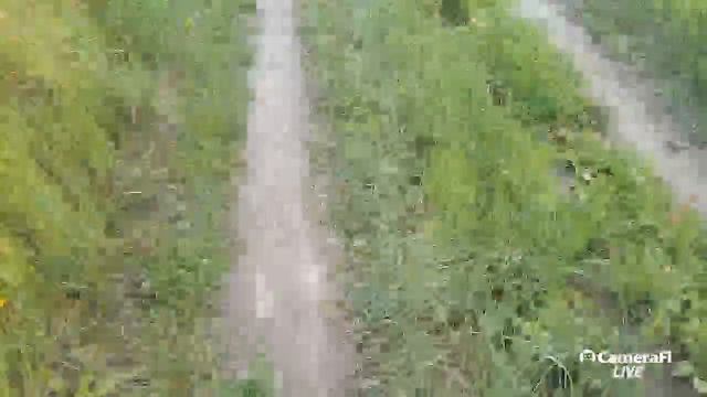 Природа. Отмахиваемся от слепней смотреть онлайн