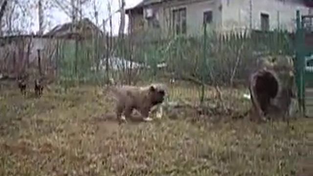 Сормовская Заря Наган смотреть онлайн