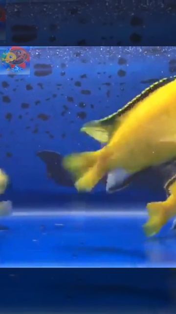 Electric yellow cichlids fish aquarium🐟🐳🐠🐬🐋 смотреть онлайн