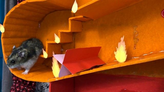 🐹 New Hamster five-story maze! OBSTACLE COURSE смотреть онлайн