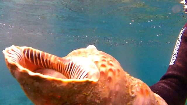 I FOUND A BIG TRITON SNAIL смотреть онлайн