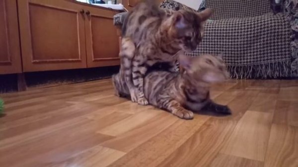cats love/ mating of Bengal cats