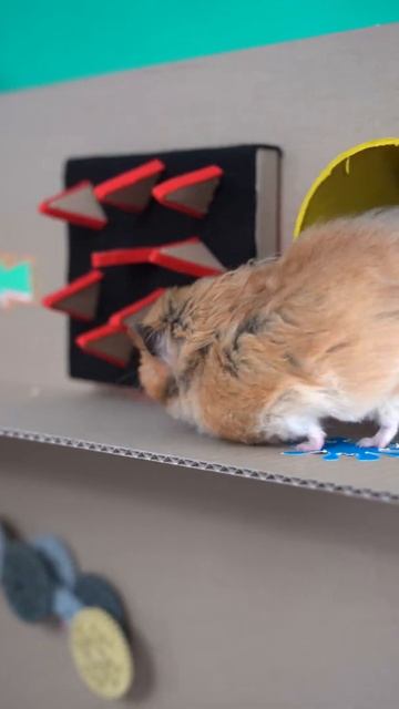#shorts Hamster MAZE в Реальной Жизни смотреть онлайн