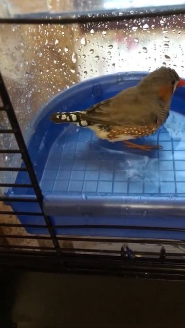 Водные процедуры зебровой амадины смотреть онлайн