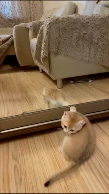 Котенок британской золотой шиншиллы играет с отражением в зеркале смотреть онлайн