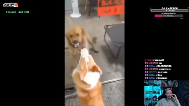 ДЖЕК ЛУНИ СМОТРИТ / Смешные животные | Восхитительные коты и собаки 2022 смотреть онлайн