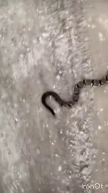 Rattlesnake #shorts #youtubeshorts смотреть онлайн