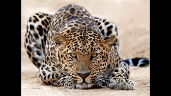 В мире животных_(new)