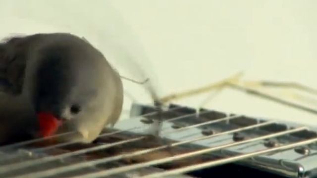 Новый музыкальный коллектив: «The Зяблики» смотреть онлайн