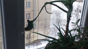 Попугай и Алоэ