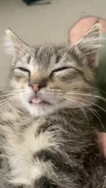 Мур-мур-мур🤩 #cat #funny смотреть онлайн