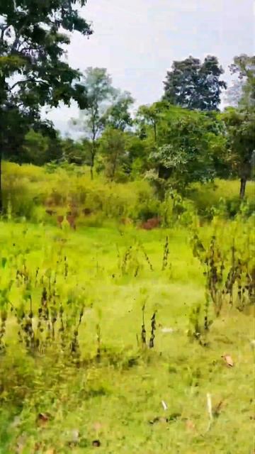 #muthanga #nagarhole # wayanad #karnataka #Deer # Wildlife #forest смотреть онлайн