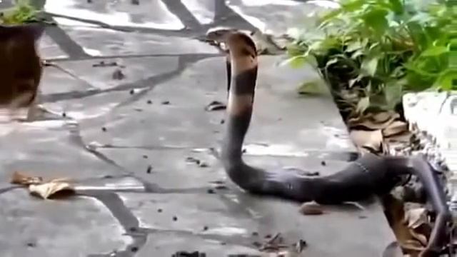 Кот атакует королевскую кобру. Cat attacks king cobra. 貓的攻擊眼鏡王蛇 смотреть онлайн