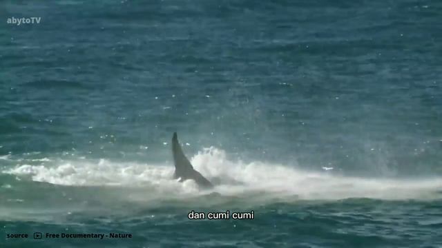 PAUS ORCA BERBURU IKAN PAUS LEBIH BESAR. смотреть онлайн