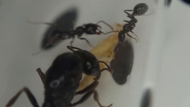 Messor Capitatus 흰개미 먹방