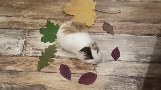 Осень морской свинки. смотреть онлайн