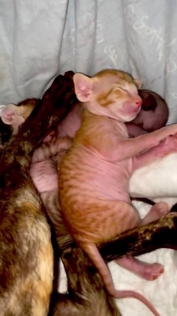 STAR💫KASTO'RIA Peterbald cattery смотреть онлайн