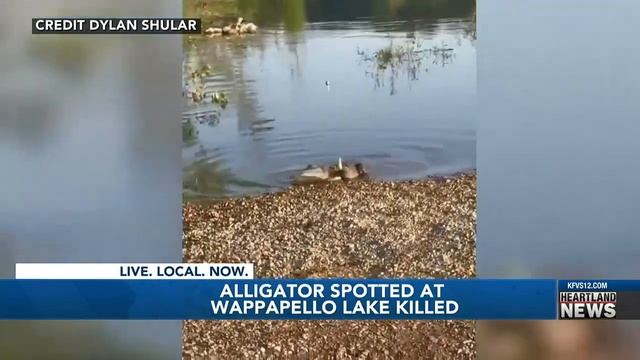 Alligator spotted at Wappapello Lake killed смотреть онлайн