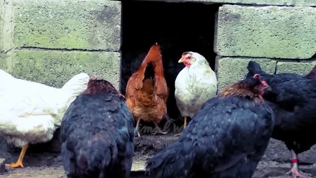 Relax With Familiar Animals: Dog, Cat, Rabbit, Wolf, Chicken, Pig, Duck, Zebra - Animal Sounds смотреть онлайн