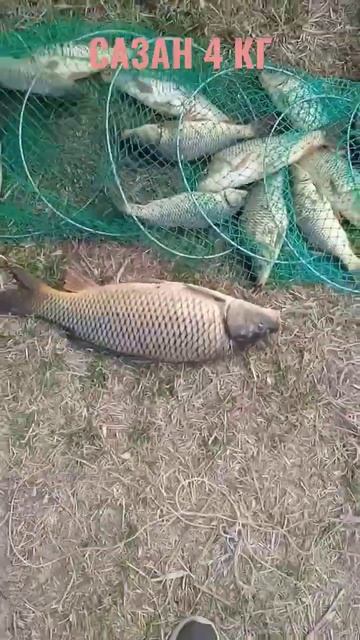УДАЧНЫЙ УЛОВ. ОГРОМНЫЙ САЗАН. #рыбалкавузбекистане #baliqovi2022 #fishingvideos смотреть онлайн