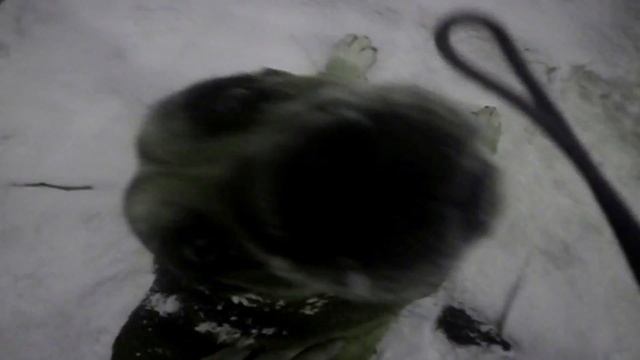 МОЯ СОБАКА ЛЮБИТ ЗИМУ. смотреть онлайн