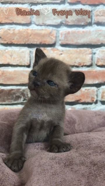 Соболиная бурманская девочка Bianka. Питомник бурманских кошек Freya Way смотреть онлайн