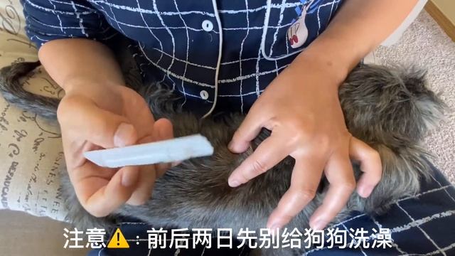 狗狗体内体外驱虫方法介绍 雪纳瑞 狗狗驱虫 смотреть онлайн