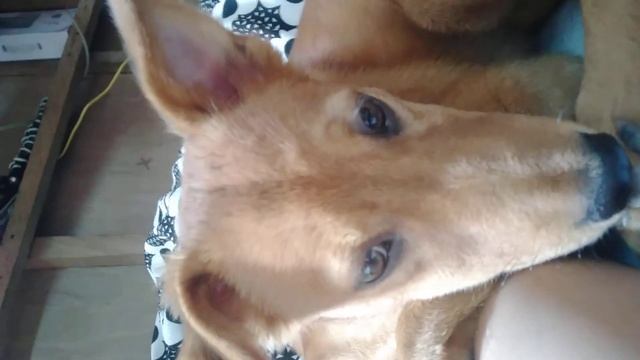 ito na po si lilly ngaun..ngpapa cute sa camera...❤❤❤. смотреть онлайн